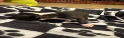 Boston Terrier dogs for sale: Doc-Brindle & White - Ad 6