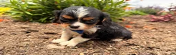 Cavalier King Charles Spaniel dogs for sale: Bo - Ad 3