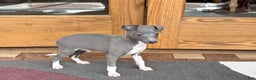 Italian Greyhound dogs for sale: Henry - Ad 7