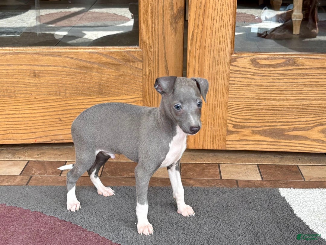 Italian Greyhound dogs for sale: Henry - Ad 7