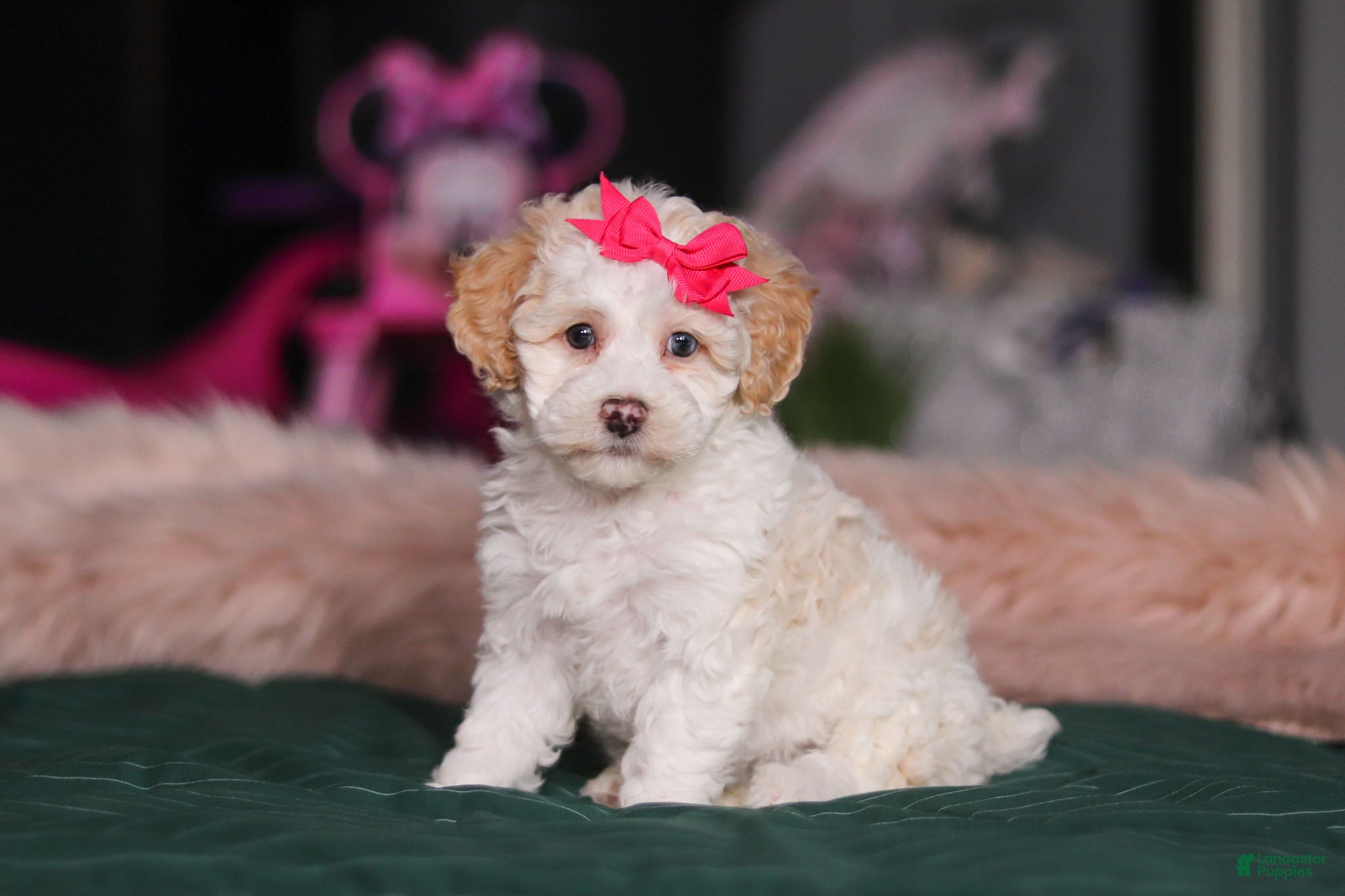 Miniature Poodle dogs Alice - Ad 2