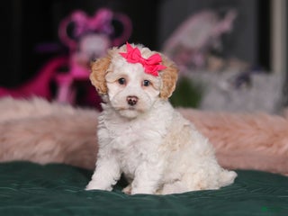 Miniature Poodle dogs Alice - Ad 11