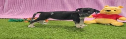 Catahoula Leopard Dog dogs for sale: Tess 2025 Female 4 - Ad 6