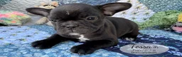 French Bulldog dogs for sale: Tessa - Ad 2