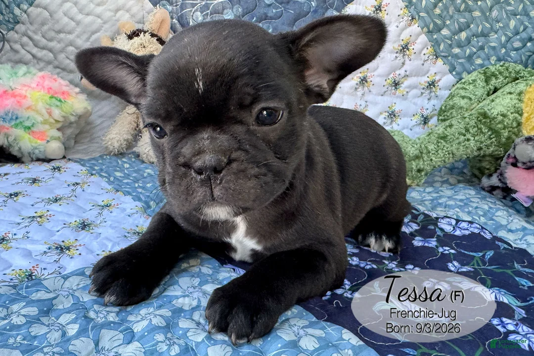 French Bulldog dogs for sale: Tessa - Ad 2