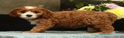 Cavapoo dogs for sale: Fifi - Ad 5