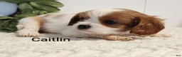 Cavalier King Charles Spaniel dogs for sale: Caitlin  - Ad 4
