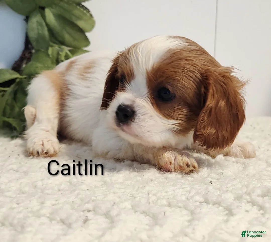Cavalier King Charles Spaniel dogs for sale: Caitlin  - Ad 4
