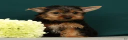 Yorkshire Terrier dogs for sale: Peppa - Ad 2