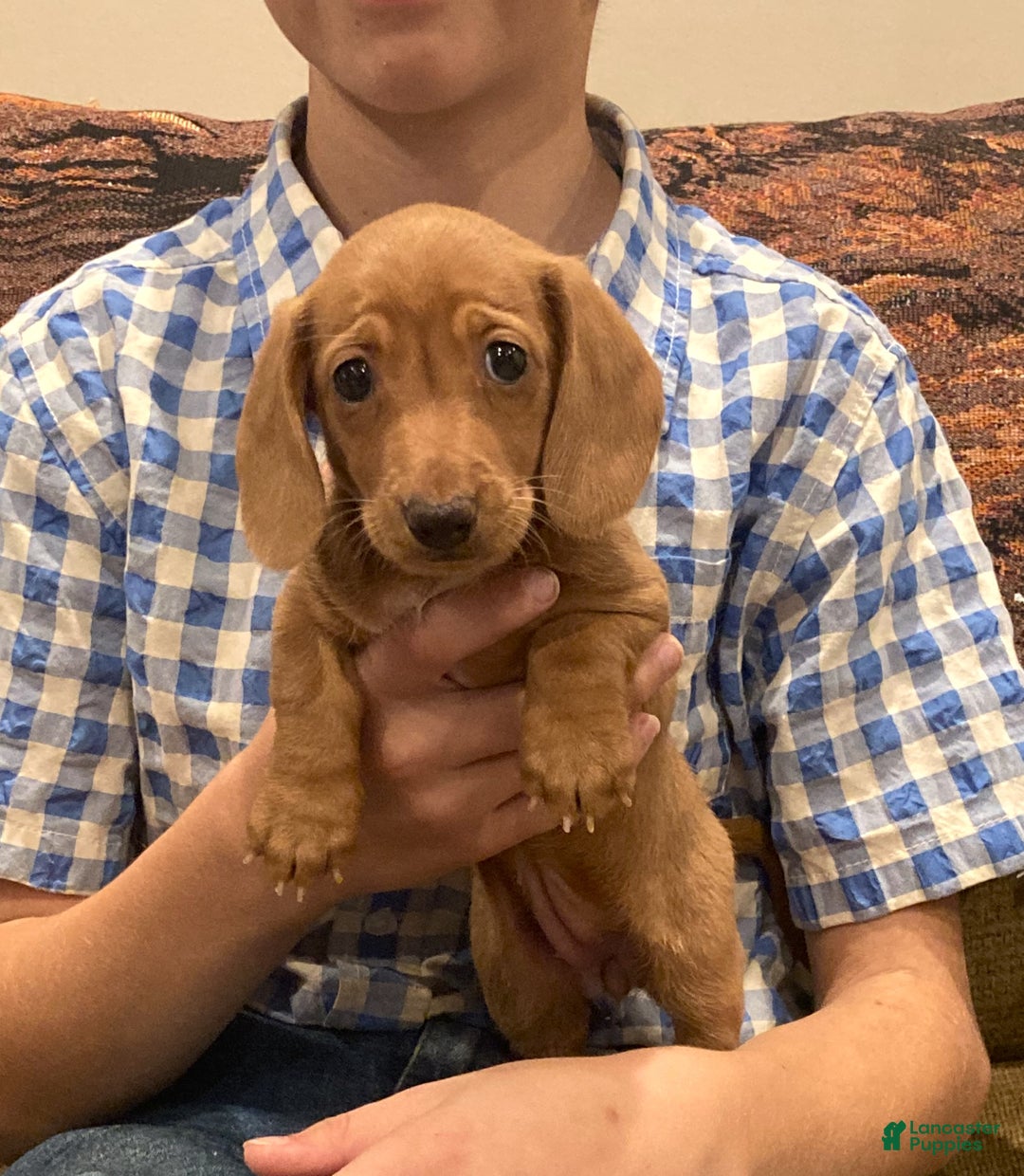 Dachshund dogs for sale: Sasha - Genetic Tested Parents - Ad 16