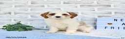 Cavapoo dogs for sale: Canonn - Ad 6