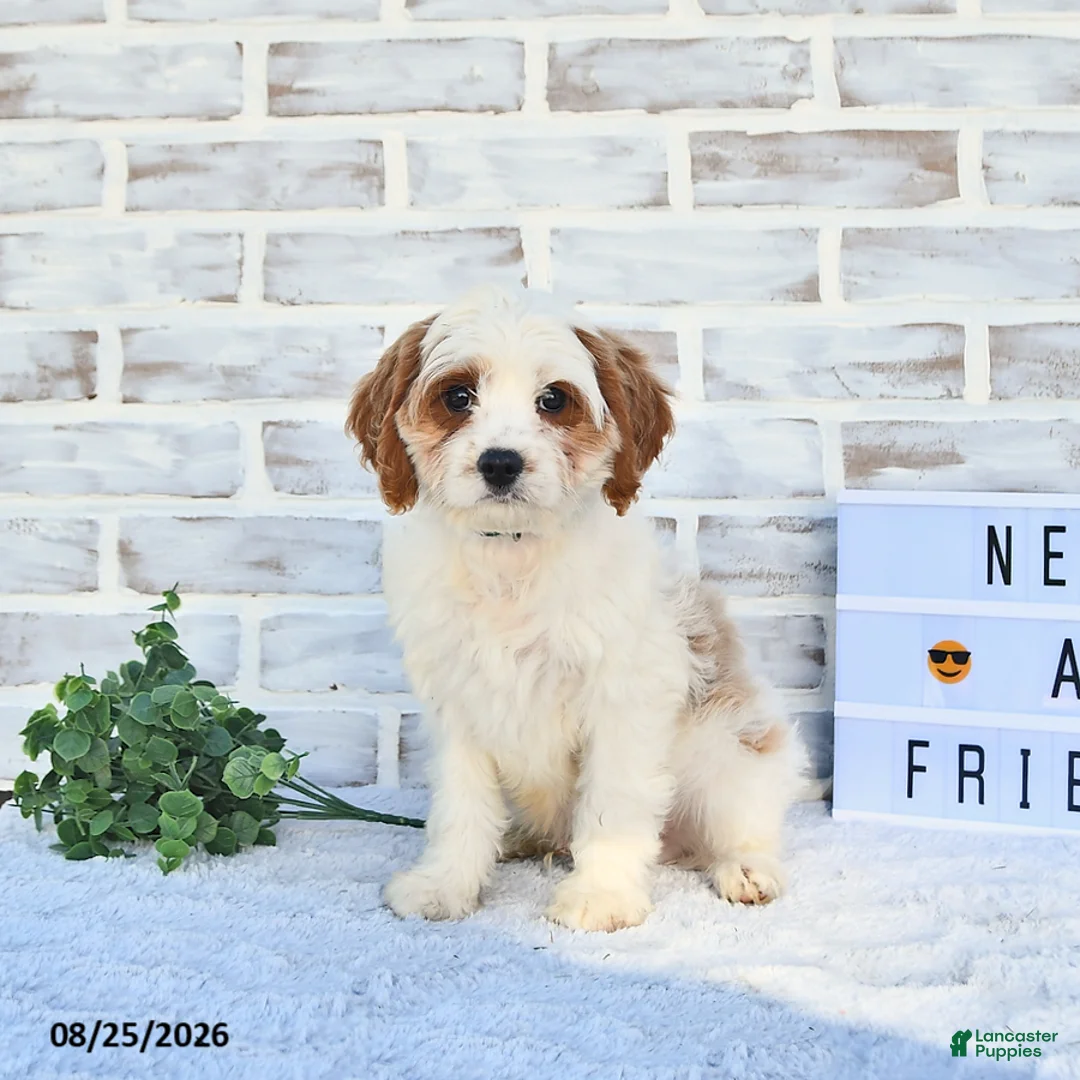 Cavapoo dogs for sale: Canonn - Ad 2