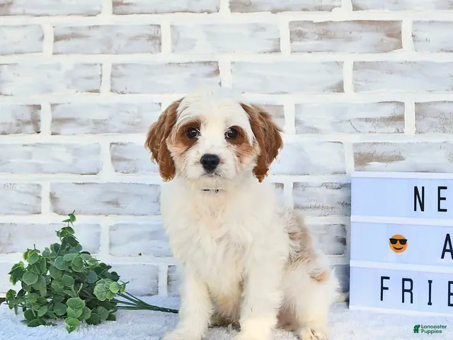 Cavapoo dogs for sale: Canonn - Ad 2