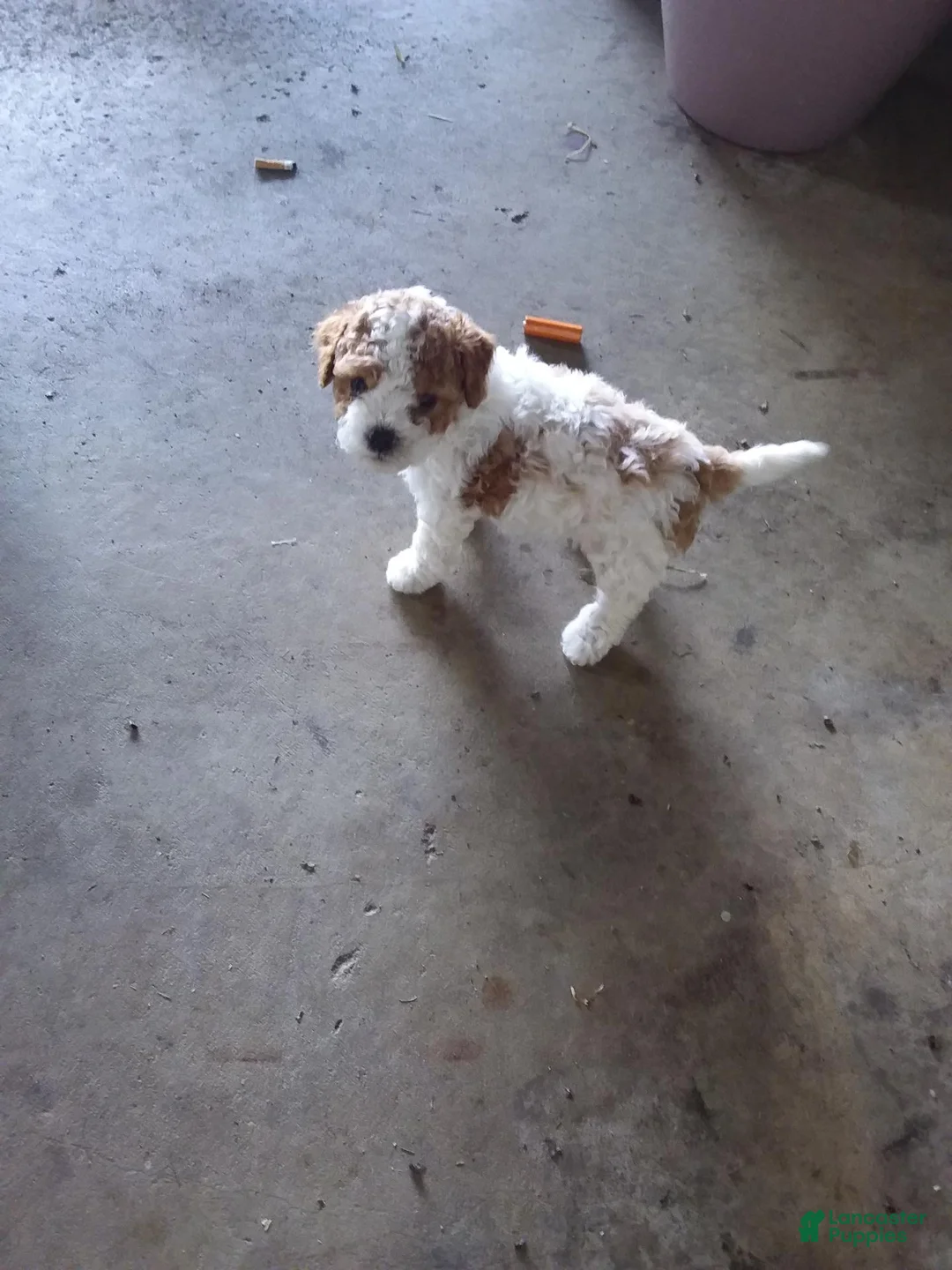 Cavapoo dogs for sale: Cavapoo 1 - Ad 1