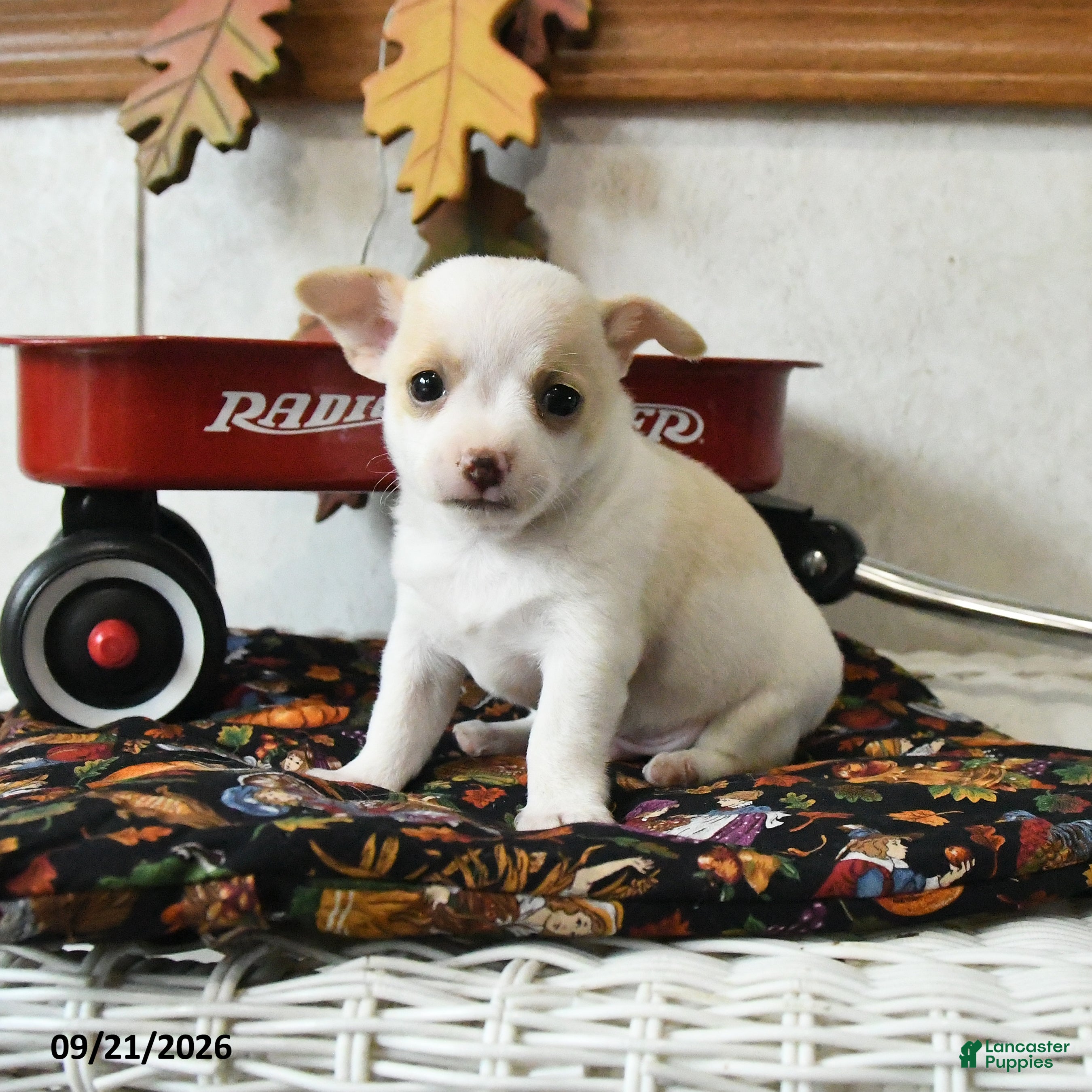 Chihuahua dogs Archie - Ad 1