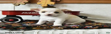 Archie