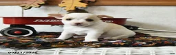 Chihuahua dogs for sale: Archie - Ad 1
