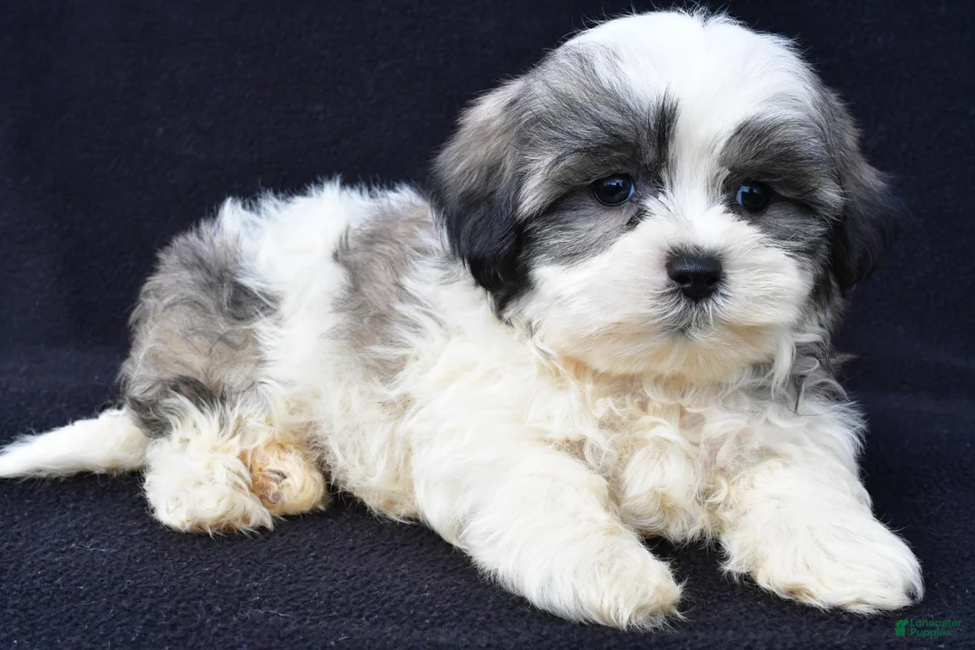 Malshi dogs for sale: Jet - Ad 2