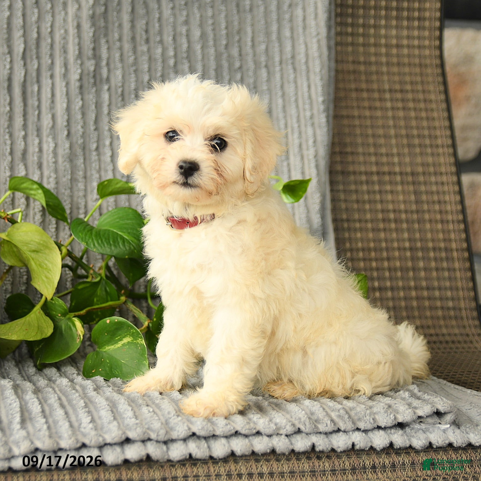 Bichpoo dogs Bristol - Ad 2