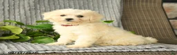 Bichpoo dogs for sale: Bristol - Ad 2