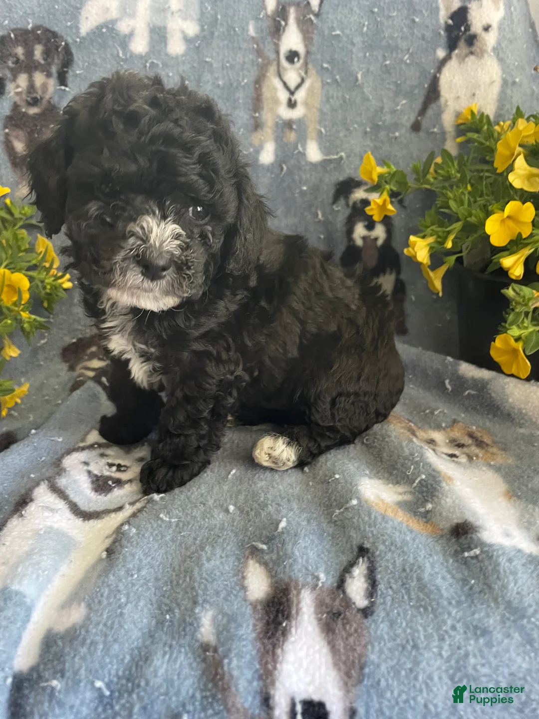 Toy Poodle dogs for sale: Winston - Ad 4