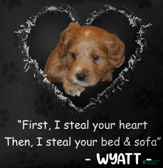 Mini Goldendoodle dogs for sale: Wyatt 💙 Genetic Clear Parents - Ad 3