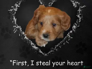 Mini Goldendoodle dogs for sale: Wyatt ๐ Genetic Clear Parents - Ad 3