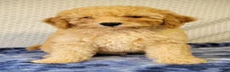 Cockapoo dogs for sale: Joey  - Ad 6