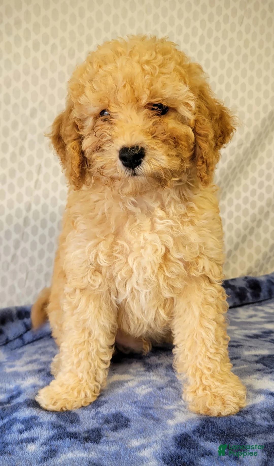Cockapoo dogs for sale: Joey  - Ad 6