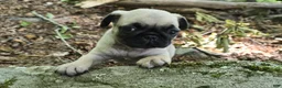 Pug dogs for sale: Chad - Ad 3