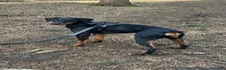 Doberman Pinscher dogs for sale: Upcoming Doberman Litter - Ad 2
