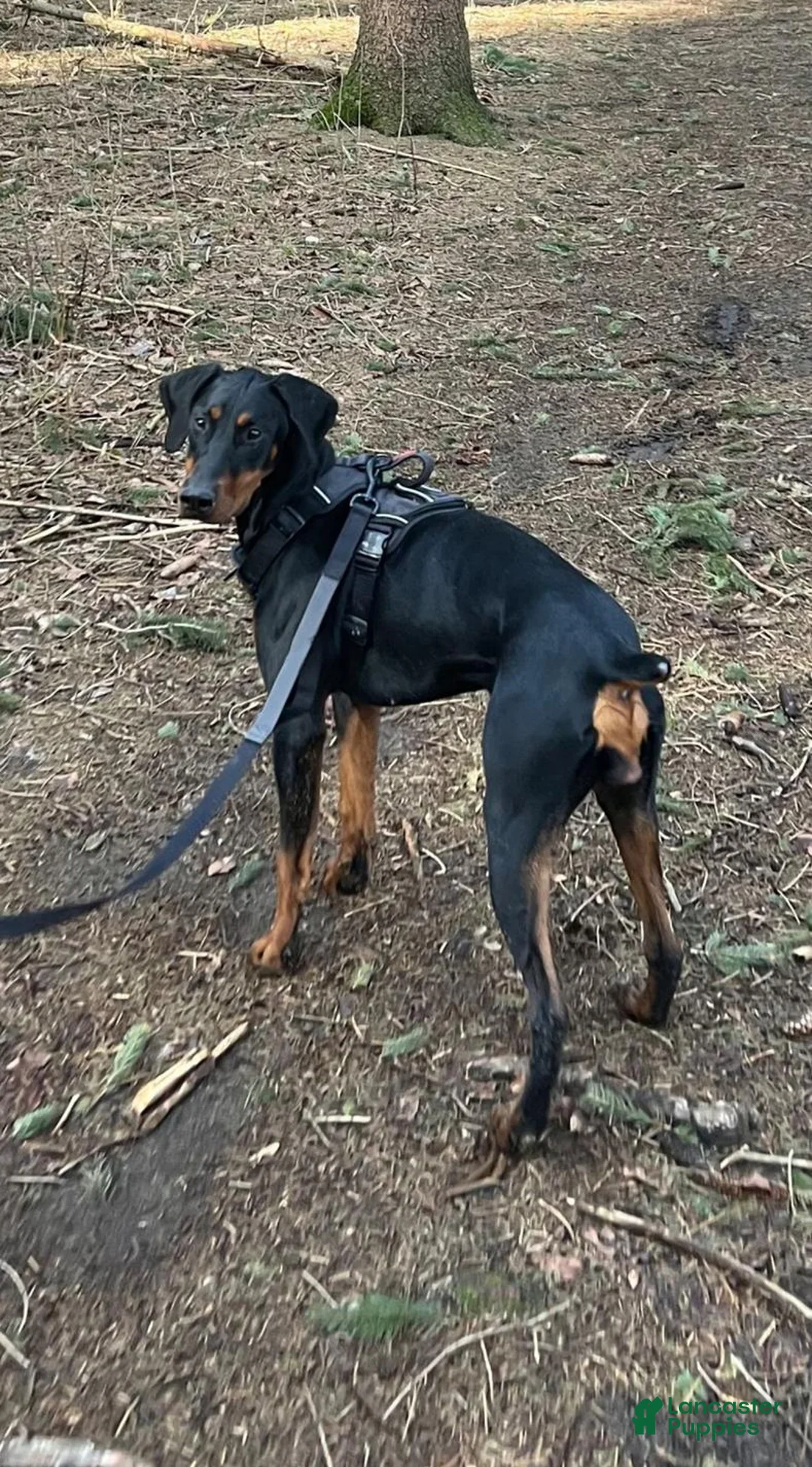 Doberman Pinscher dogs for sale: Upcoming Doberman Litter - Ad 2