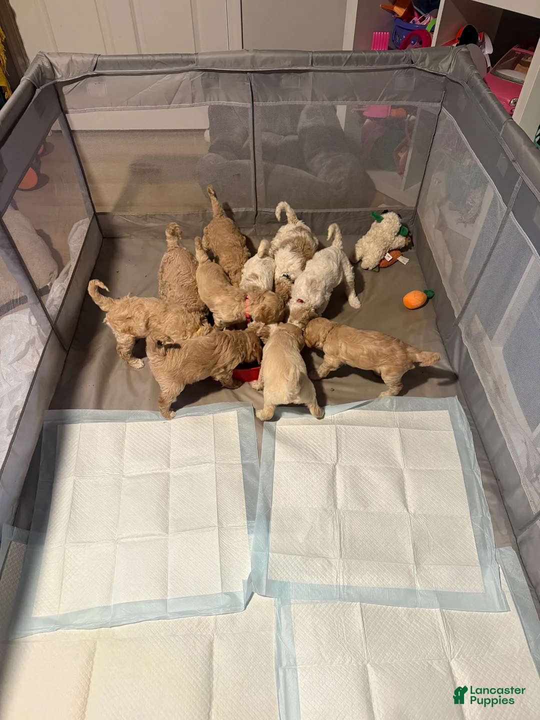 Goldendoodle dogs for sale: Goldendoodle Puppy 9 - Ad 4