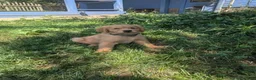 Golden Retriever dogs for sale: Maximus - Ad 2
