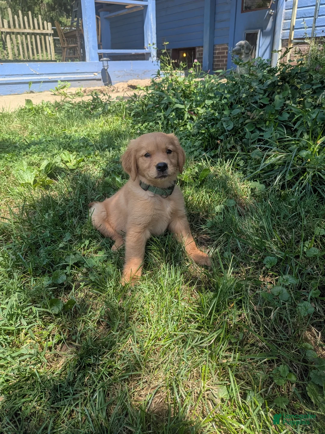 Golden Retriever dogs for sale: Maximus - Ad 2