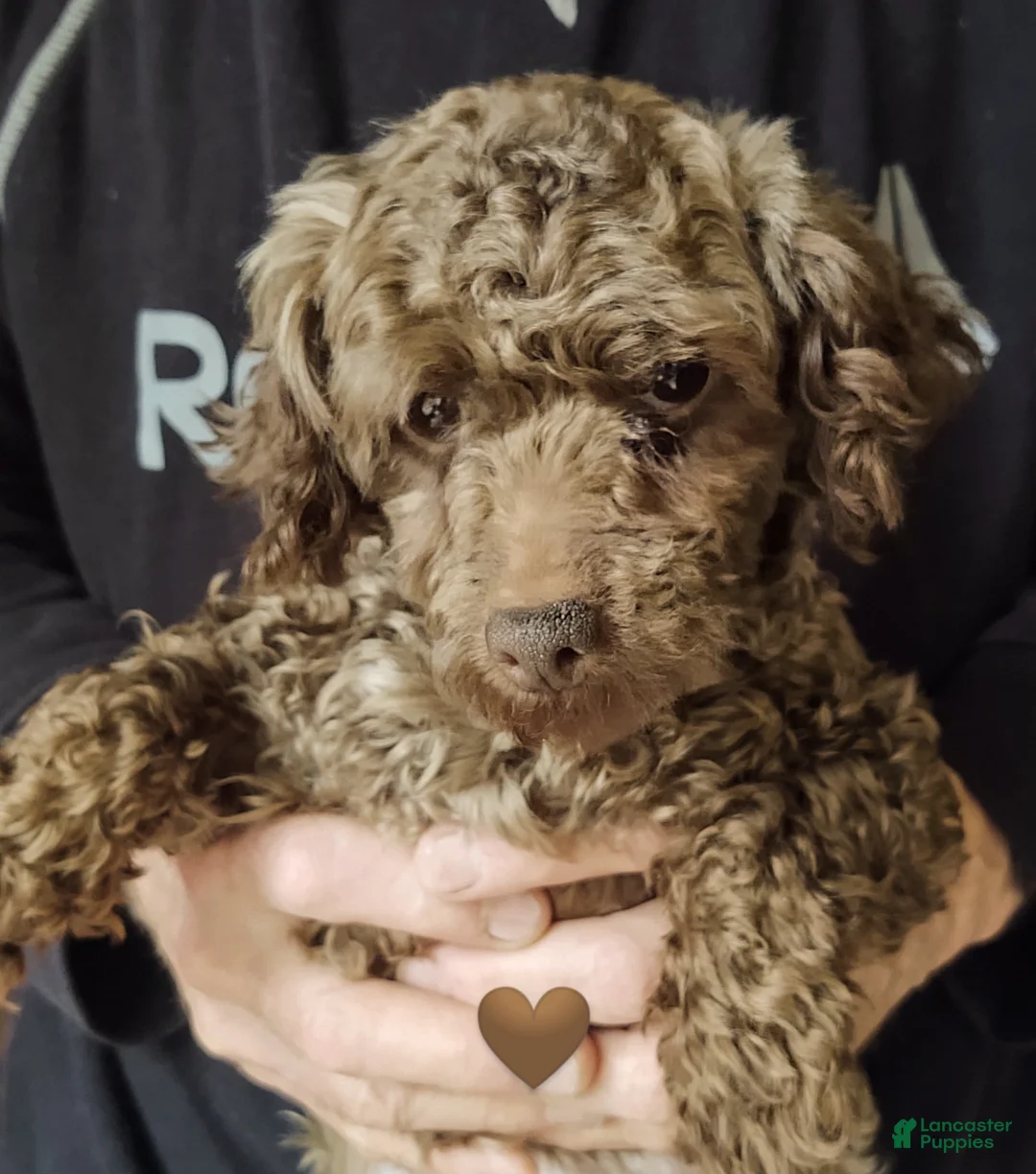 Maltipoo dogs for sale: Hiram - Ad 11