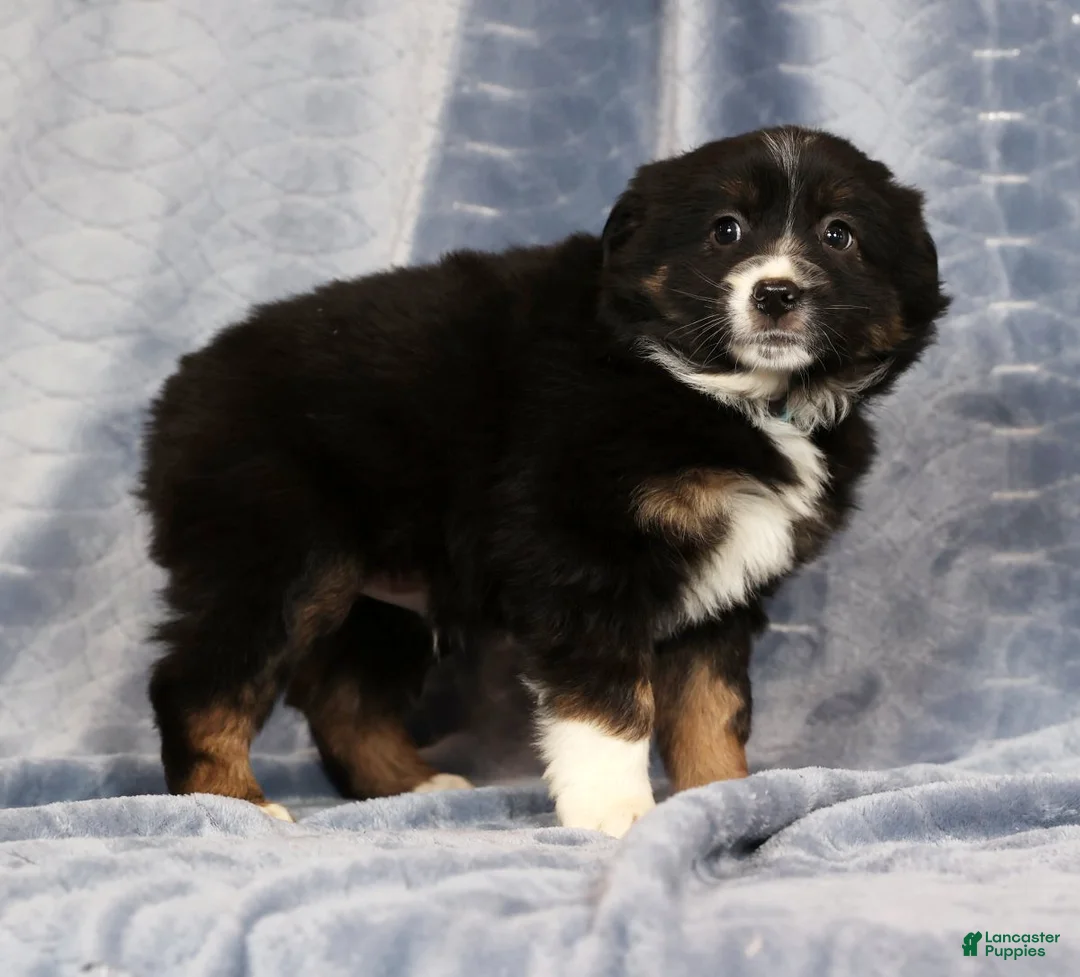 Miniature Australian Shepherd dogs for sale: Ernie - Ad 9