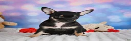 Chihuahua dogs for sale: Boone - Ad 5