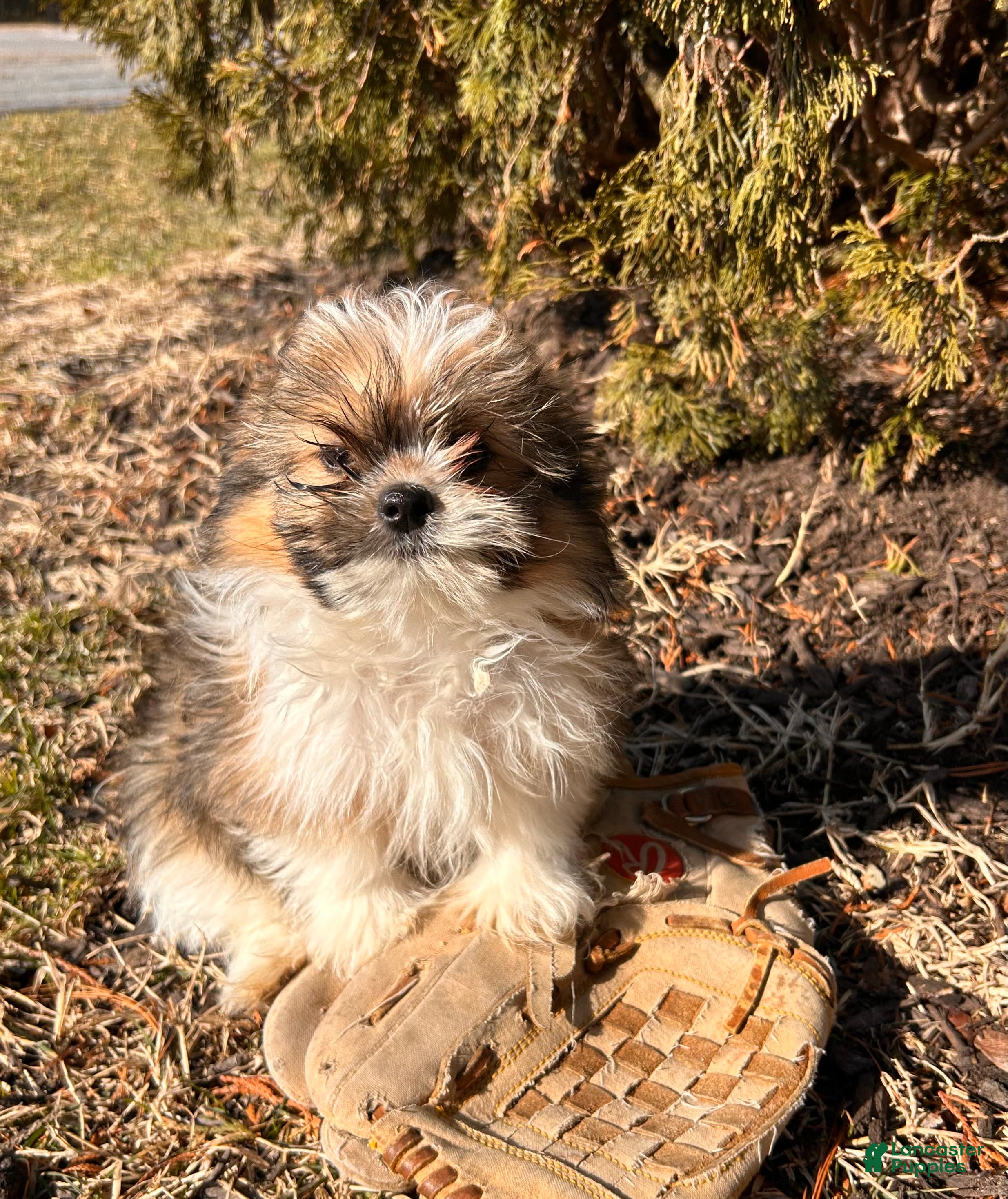 Mixed Breed dogs Gideon - Ad 1