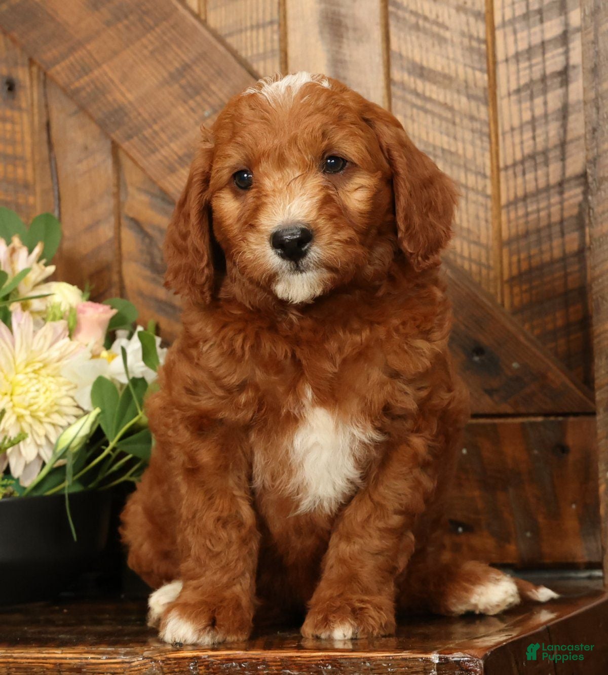 Mini Goldendoodle dogs Champ - Ad 1