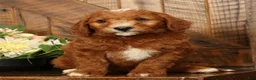 Mini Goldendoodle dogs for sale: Champ - Ad 1