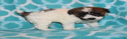 Miniature Poodle dogs for sale: Reserved Harlee’s Br&W male - Ad 7