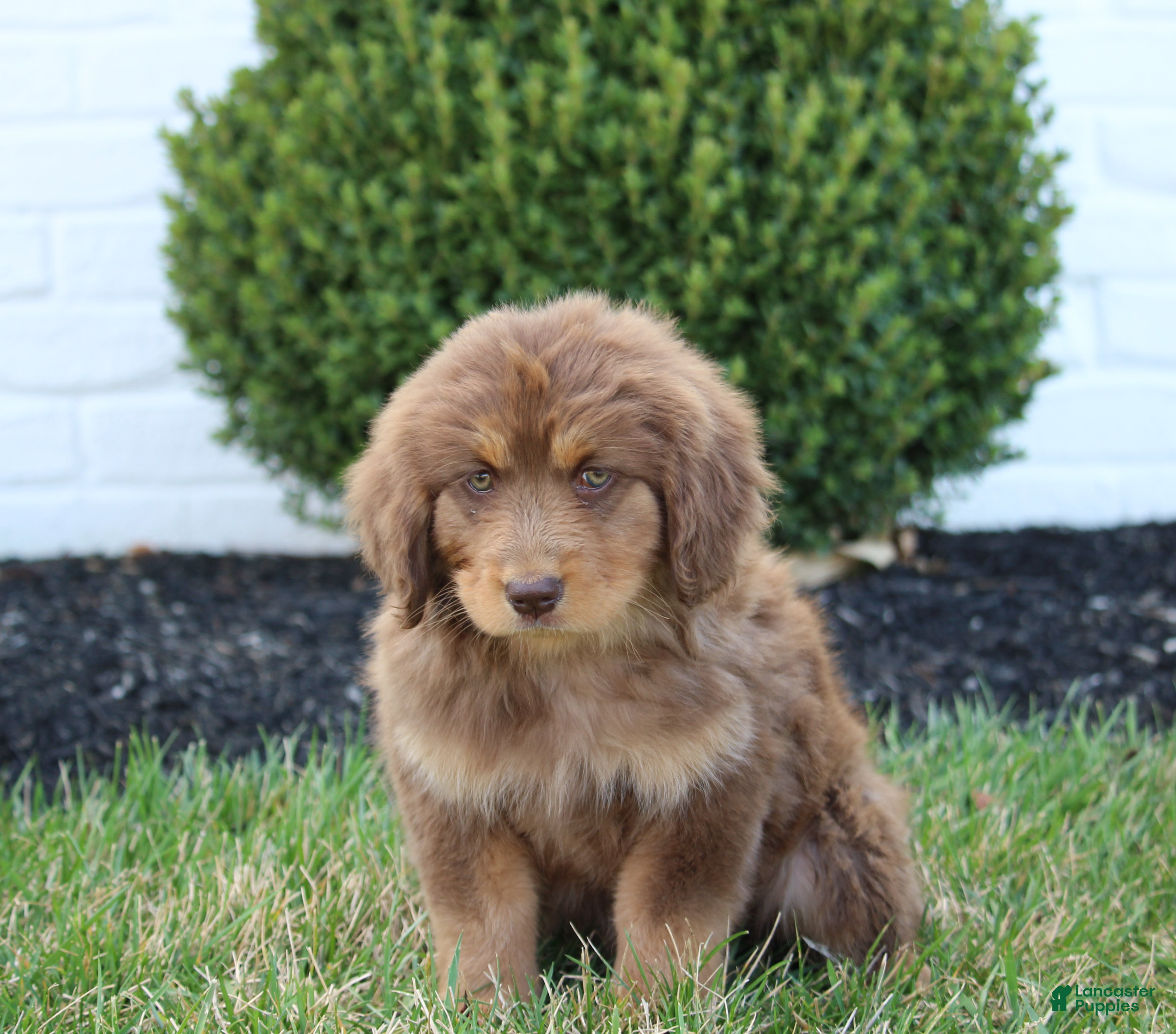 Mixed Breed dogs Sandy - Ad 2