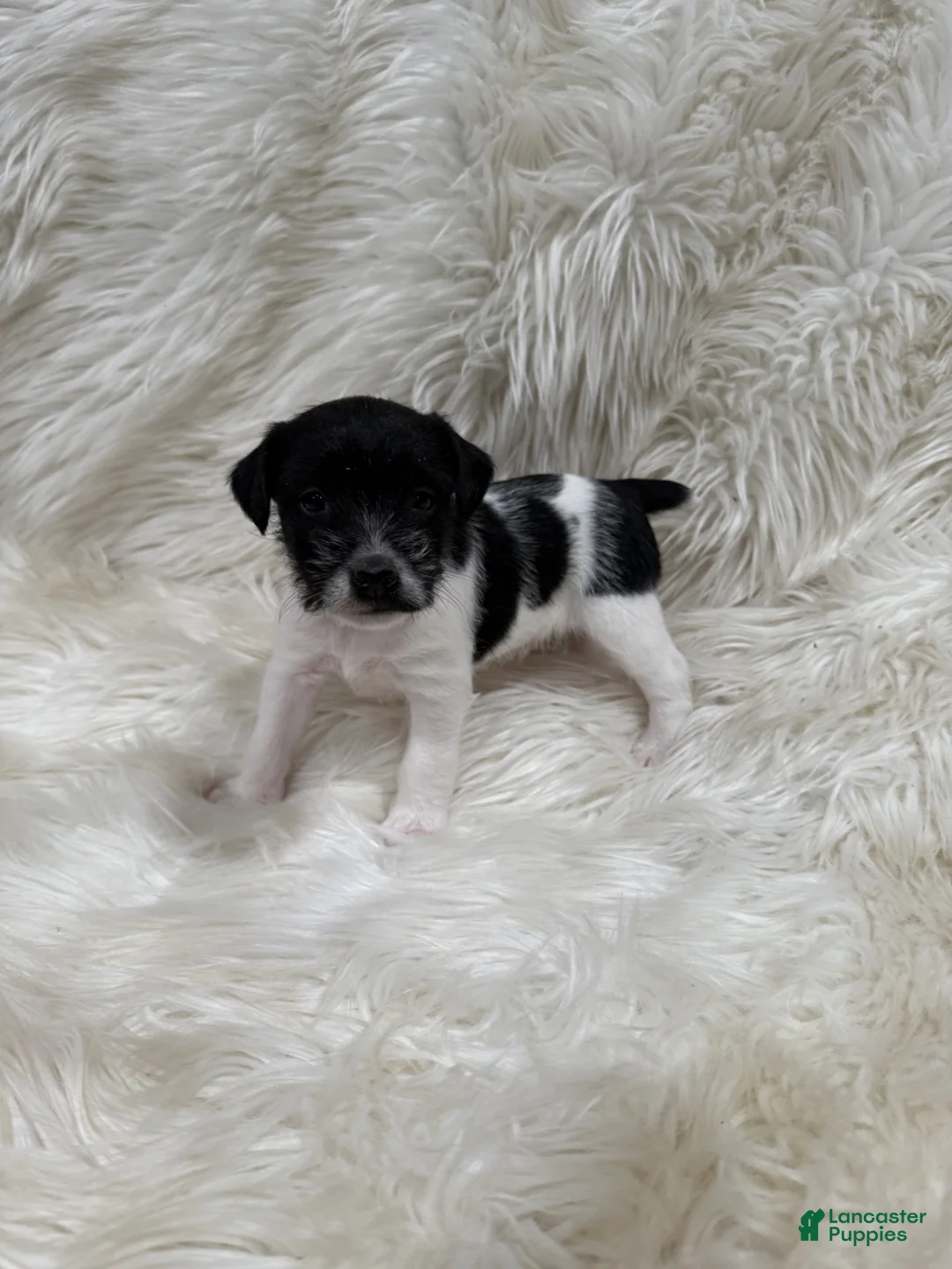 Jack Russell Terrier dogs for sale: Jrtca Ruger - Ad 2
