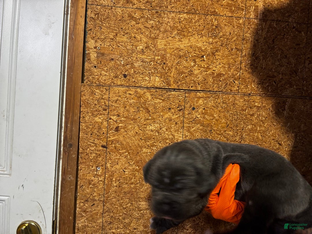 Cane Corso dogs for sale: Cane Corso Puppy 4 - Ad 12