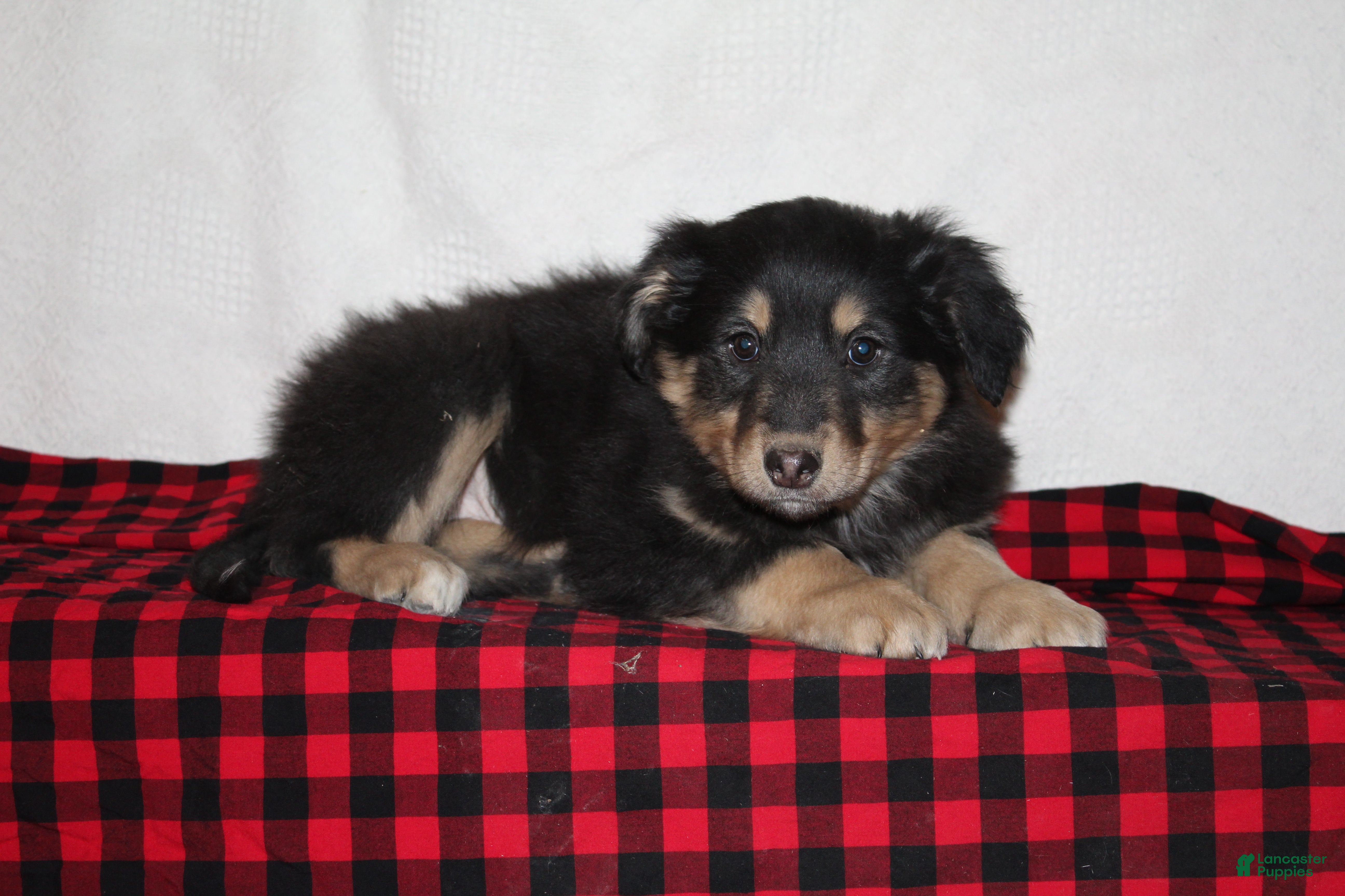 English Shepherd dogs Taffy - Ad 5