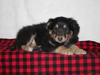 English Shepherd dogs Taffy - Ad 5