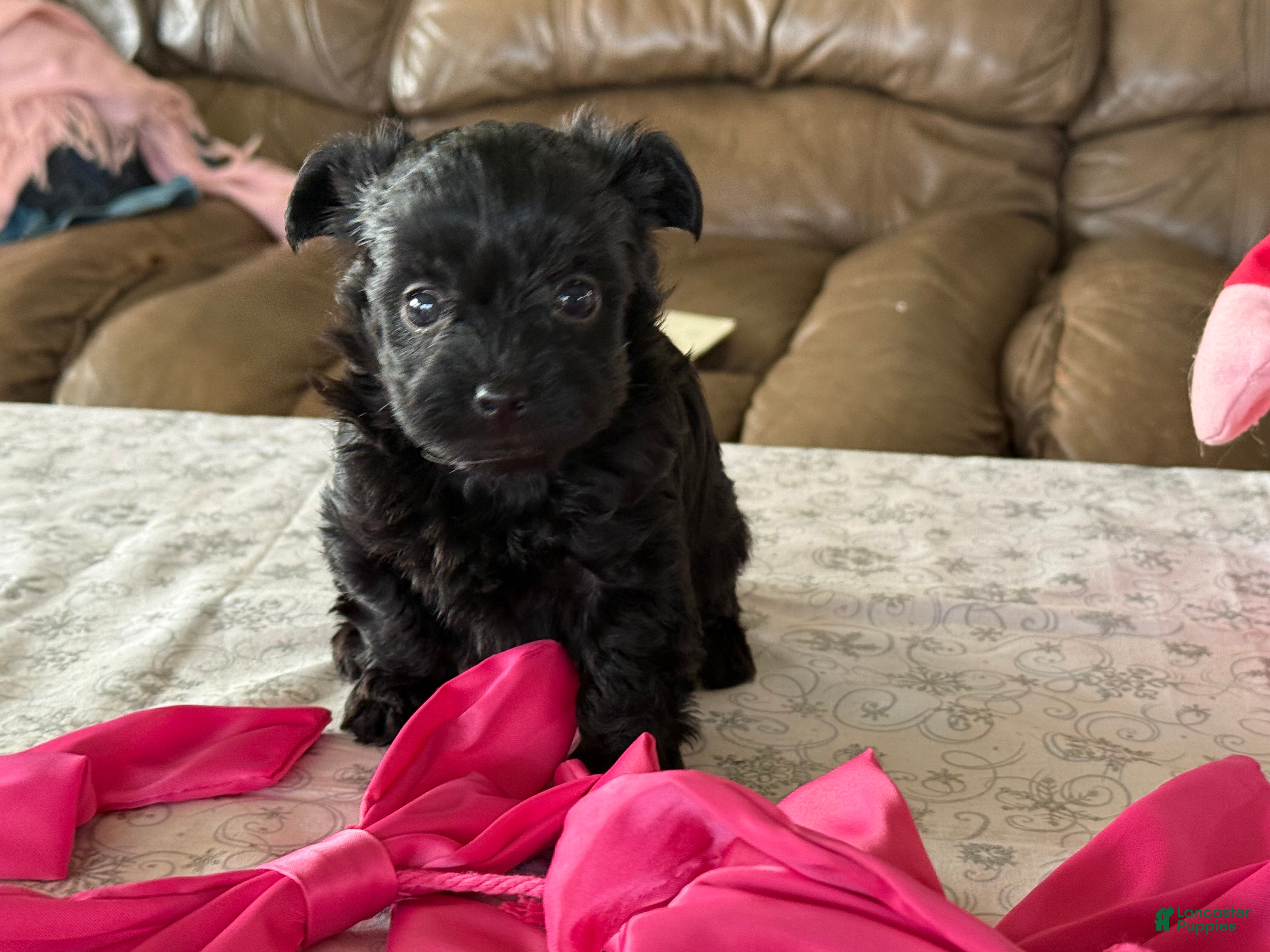 Yorkiepoo dogs Ginger - Ad 1