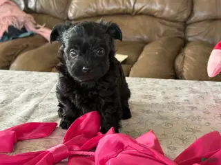 Yorkiepoo dogs Ginger - Ad 8