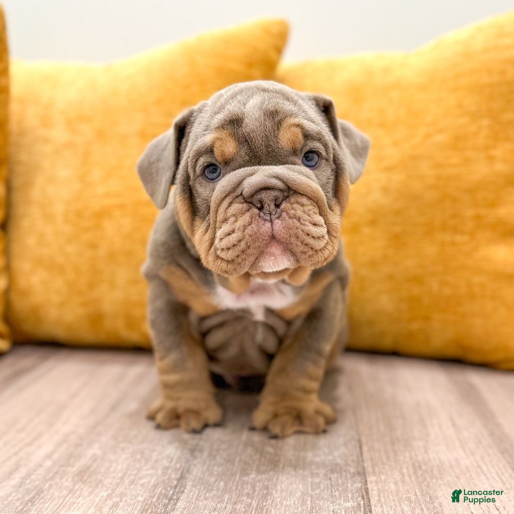 English Bulldog dogs for sale: Walter  - Ad 2